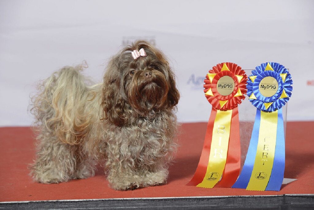 dogs from russia
