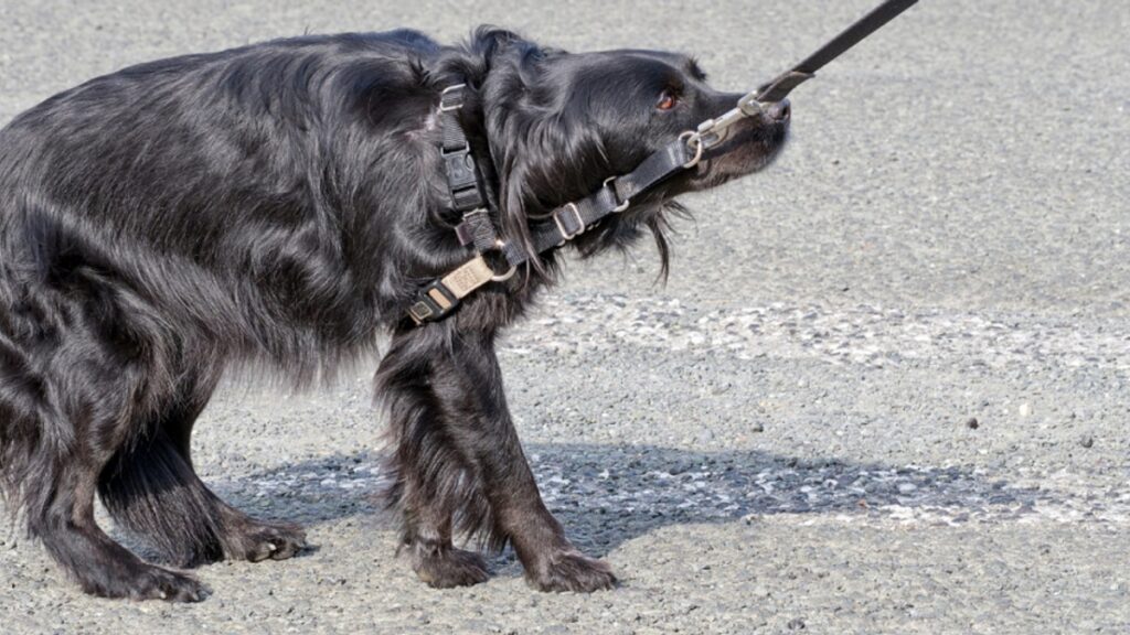 train dog to walk on leash
