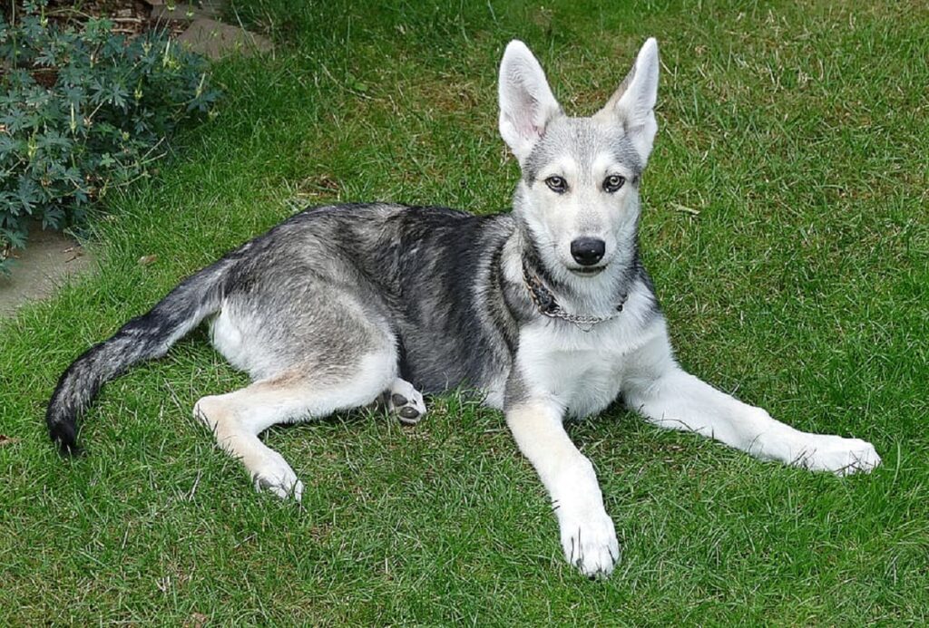 grey wolf dog
