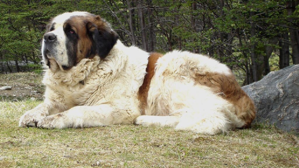 largest mastiff breeds
