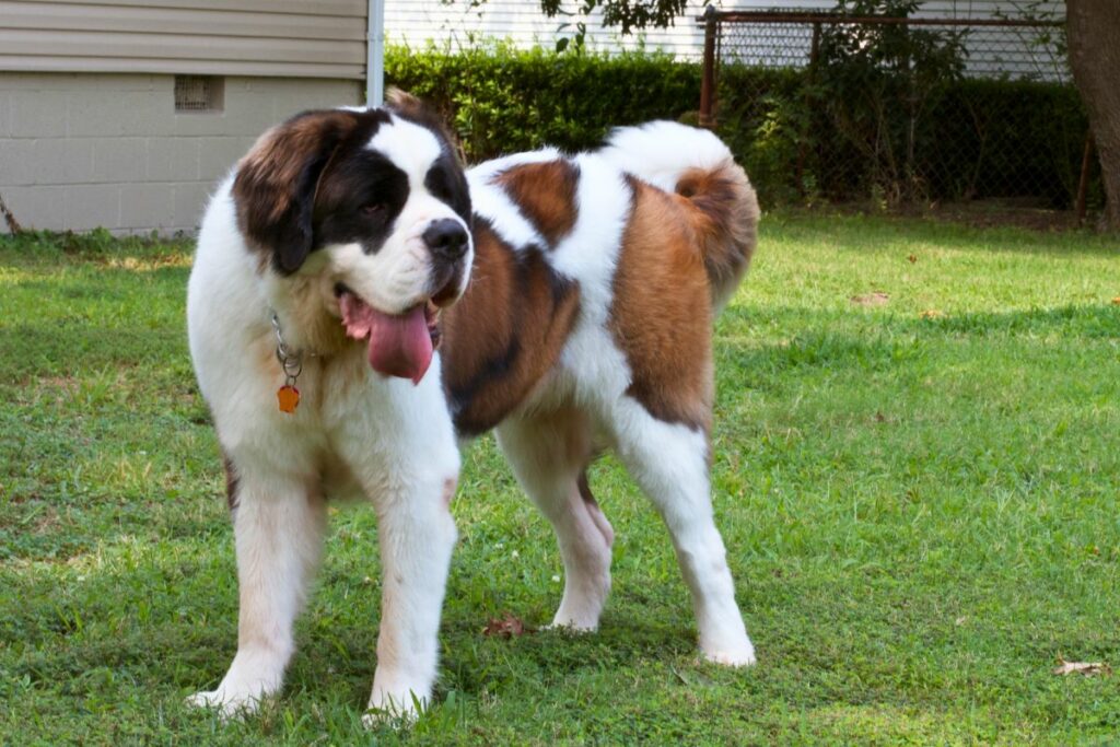 biggest guard dogs in the world
