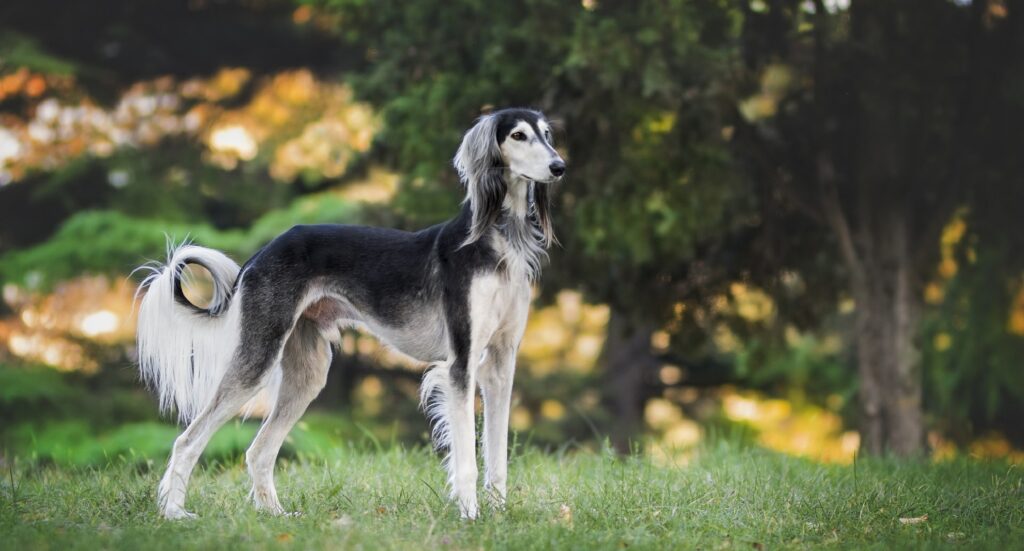 small skinny dog breeds