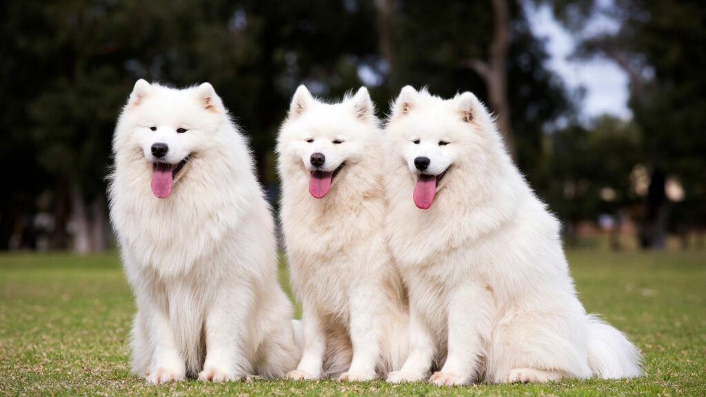 wolf dogs