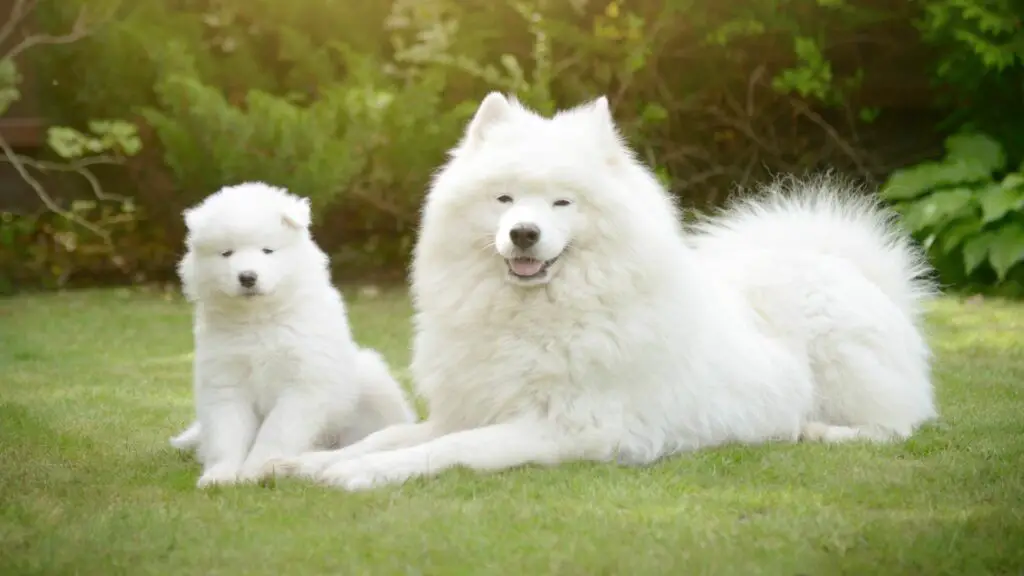 the sweetest dog breeds
