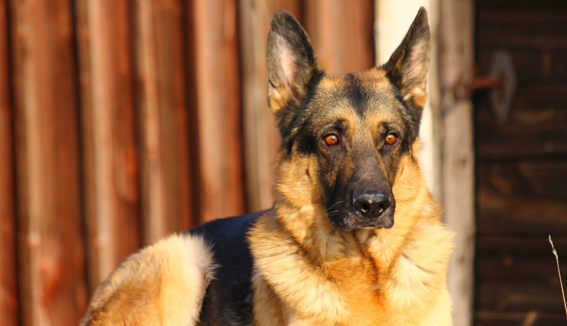 Scariest Dog Breeds for Protection