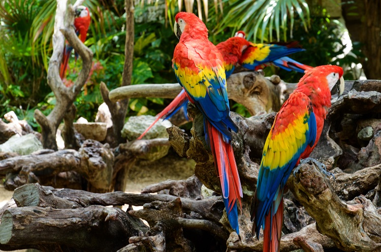 macaws flying