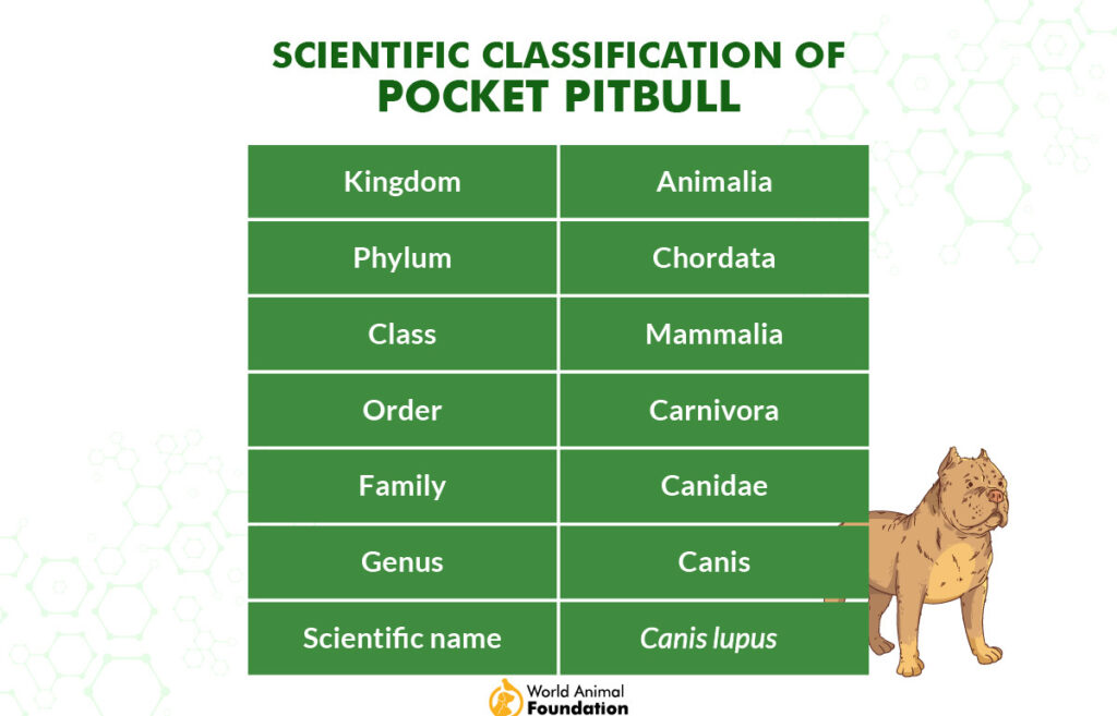 Scentific classification of pocket pitbull