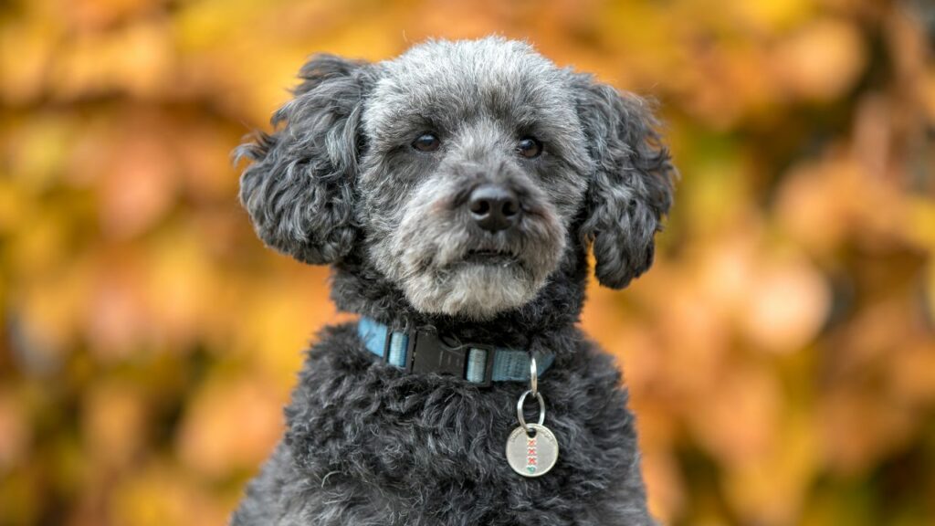 poodle mixed breeds