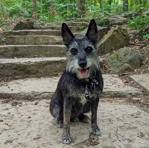 Chihuahua Terrier mix