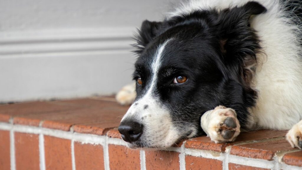 health problems in border collie