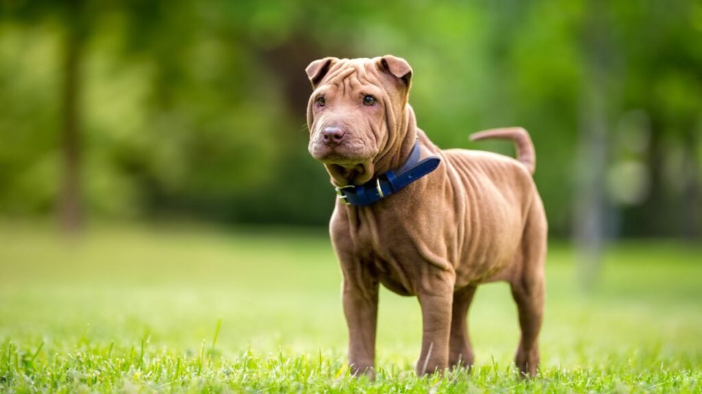 large dog breeds closely related to wolves