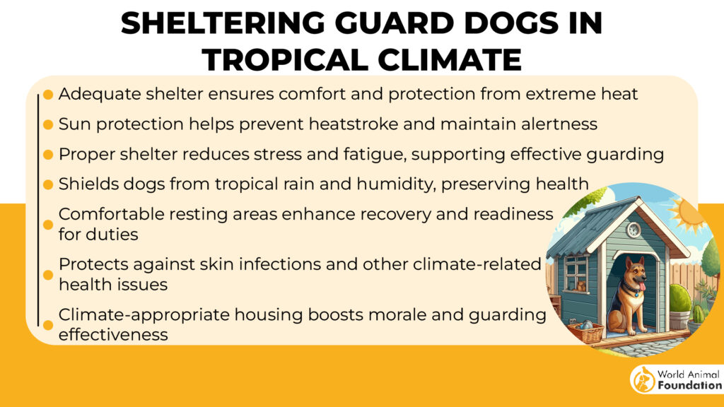 Sheltering Guard Dogs in Tropical Climates