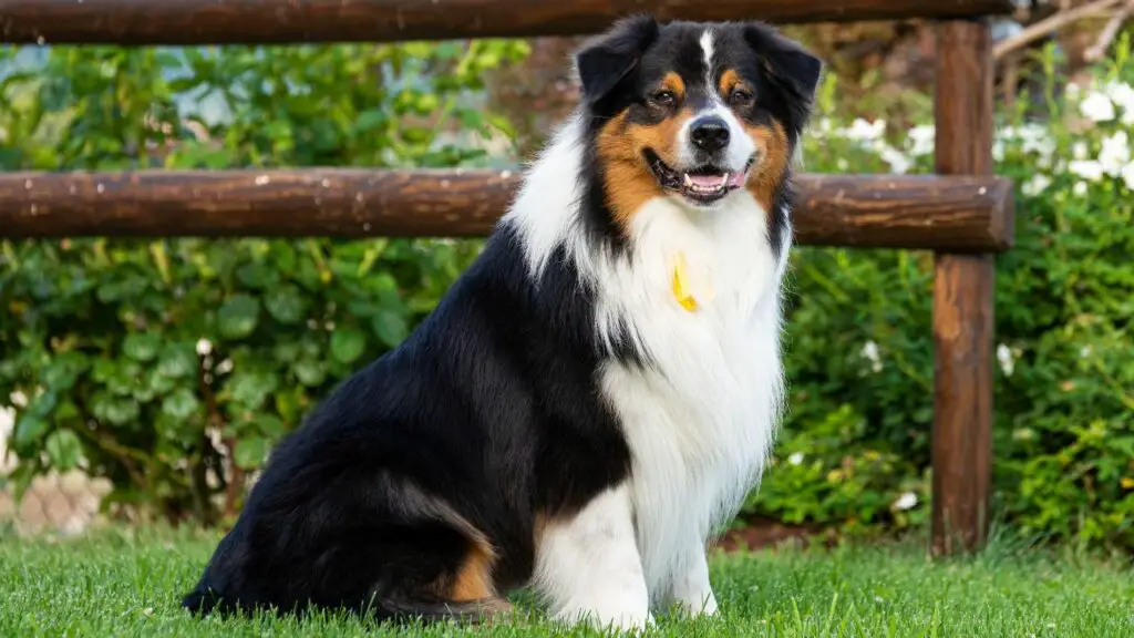 most intelligent dog breeds