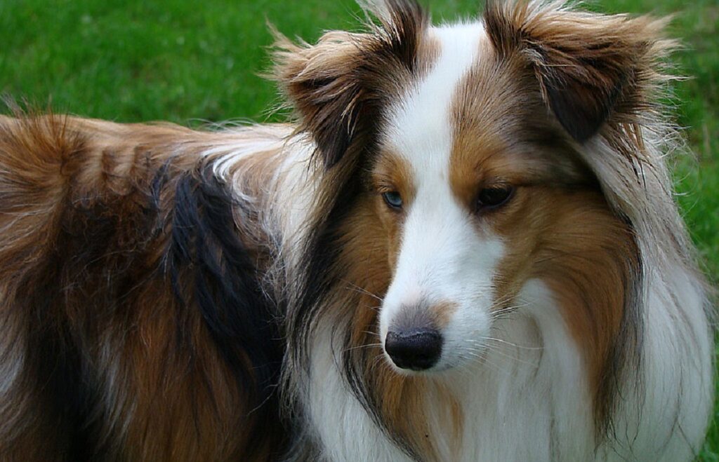 most intelligent dog breeds
