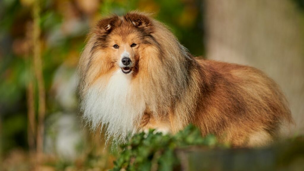 long haired dogs