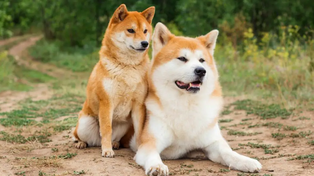 are shiba inus good guard dog breeds