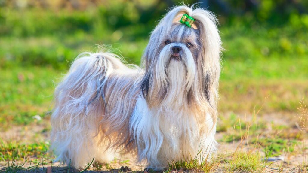 prettiest dog breeds