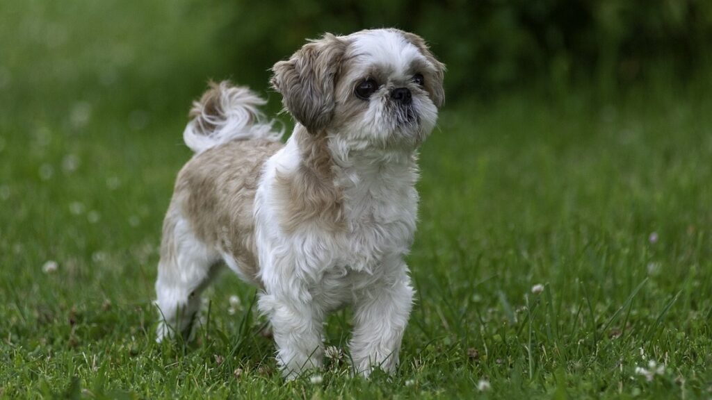 small guard dog breeds