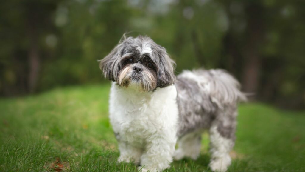 shih tzu dental disease
