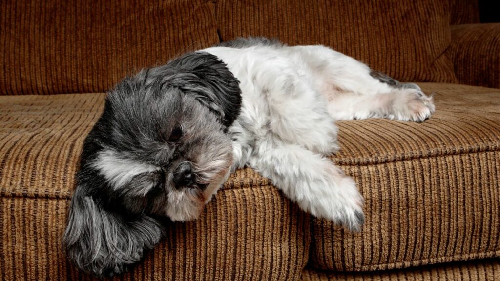 which dog breed sleeps the most