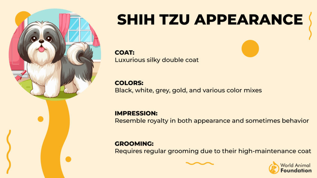 Shih Tzu Appearance