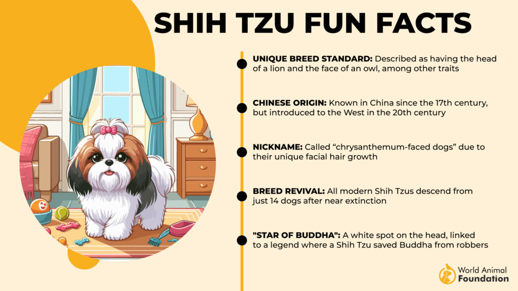 Shih Tzu Fun Facts