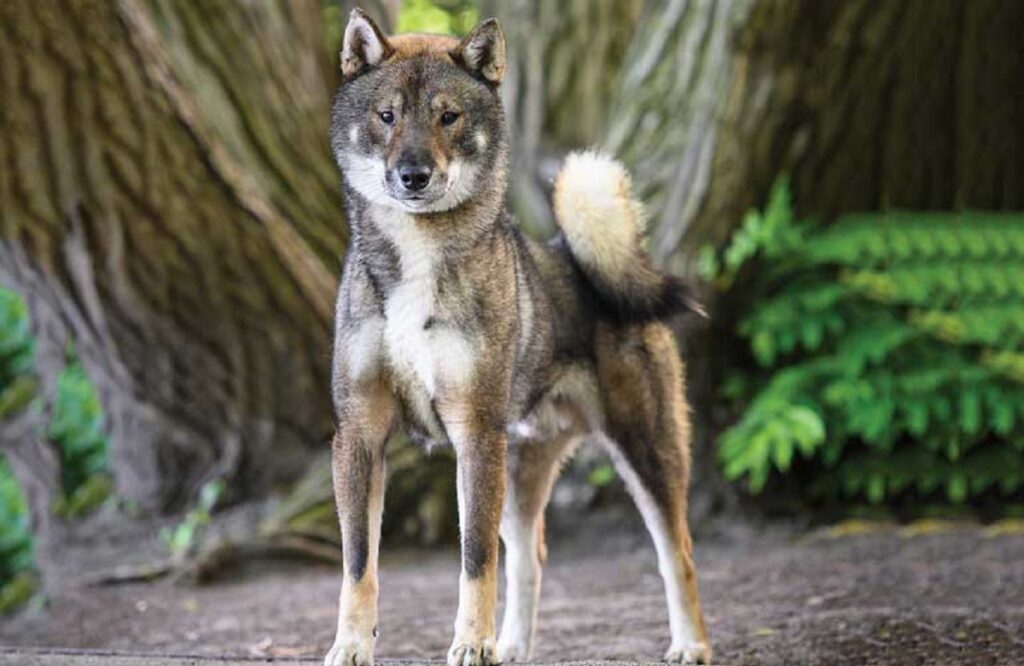 dog and wolf hybrid
