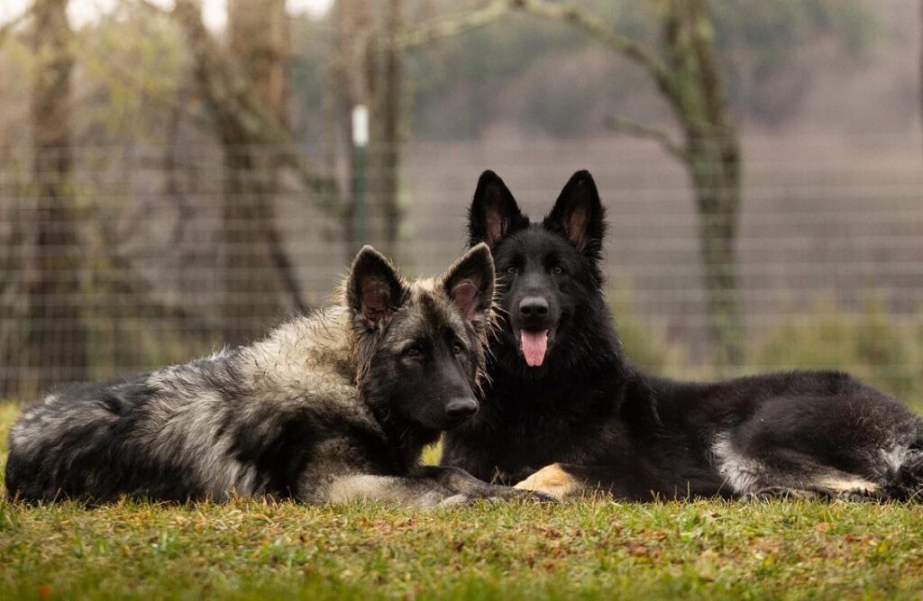 dogs that look like german shepherds
