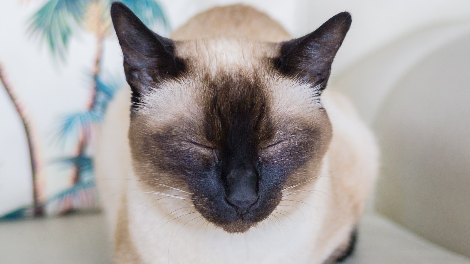 200 Discover The Best Siamese Cat Names For Your Beloved Feline Friend ...