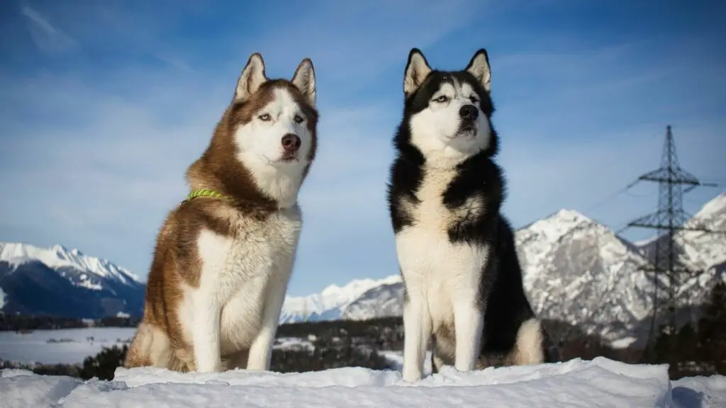 Travel Ready Guard Dogs