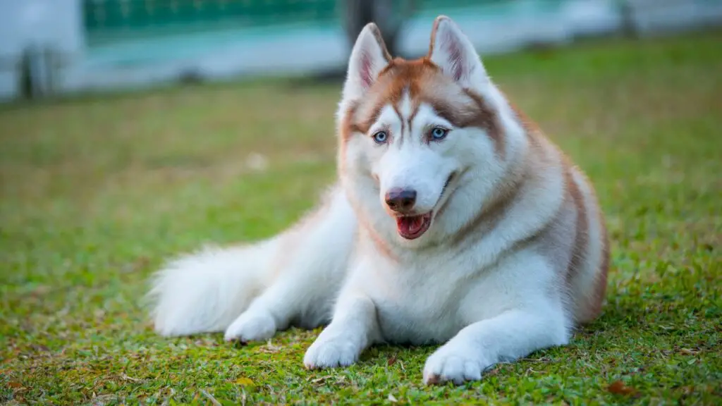 Guard Dogs for Homes With Pets