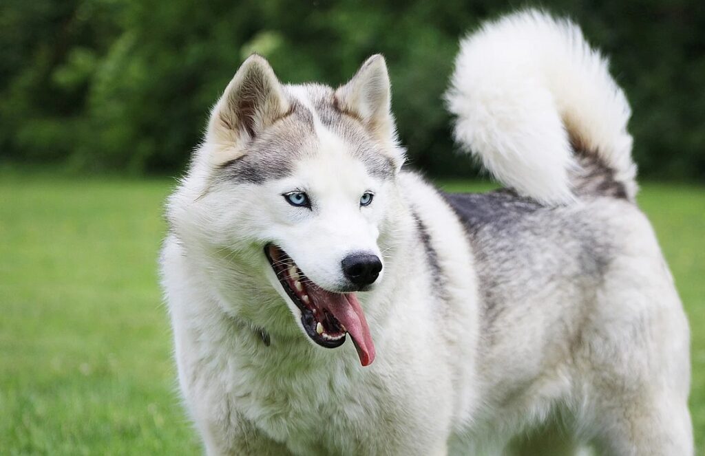 Siberian Husky