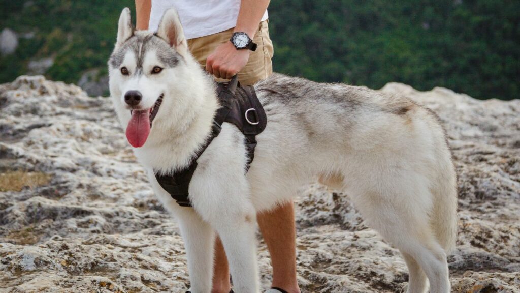 best dogs for hiking and protection