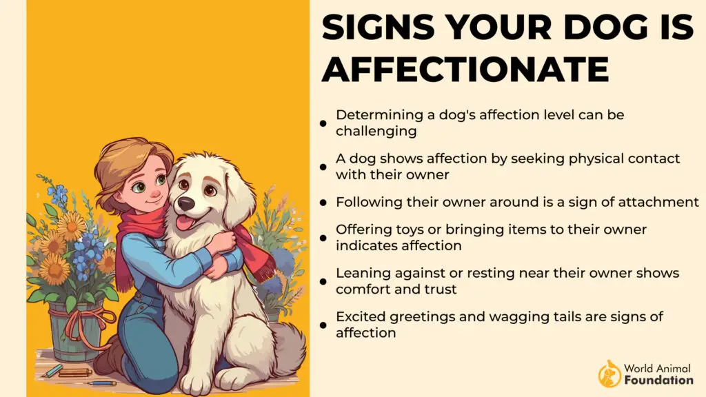 Signs Your Dog is Affectionate