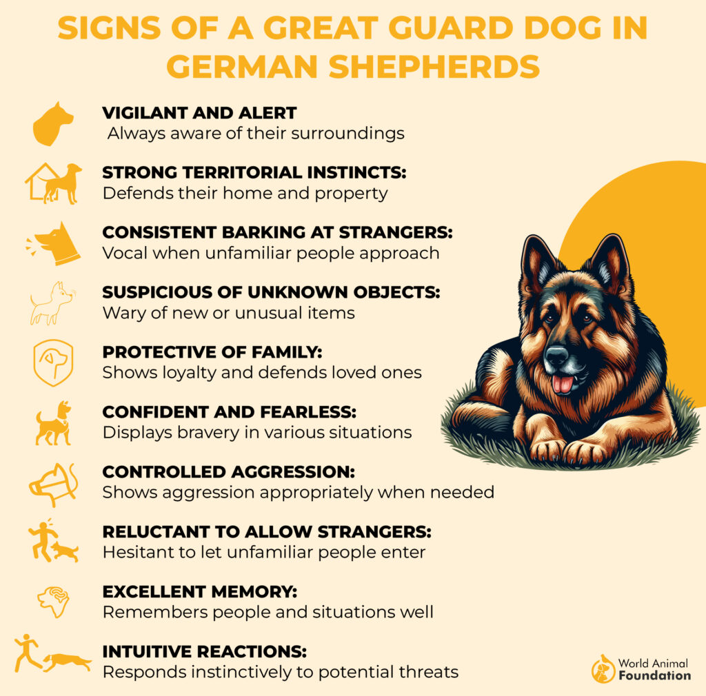 Signs of a Great Guard Dog in German Shepherds