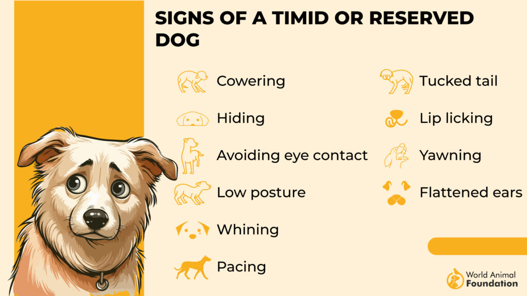 Signs of a Timid or Reserved Dog