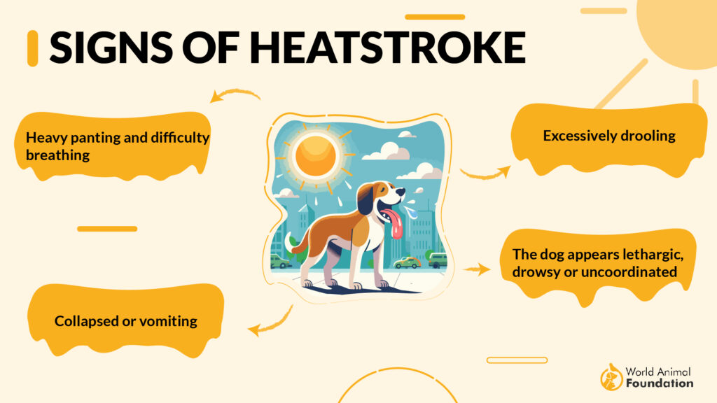 Hot Weather Safety Tips for Dogs