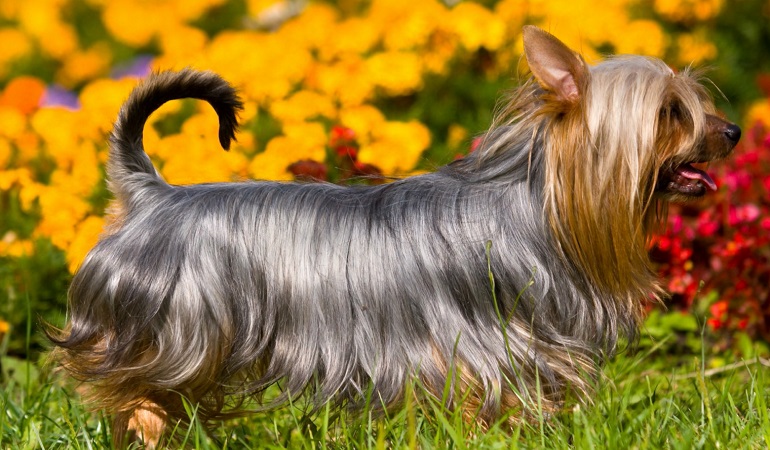 silky terriers dogs