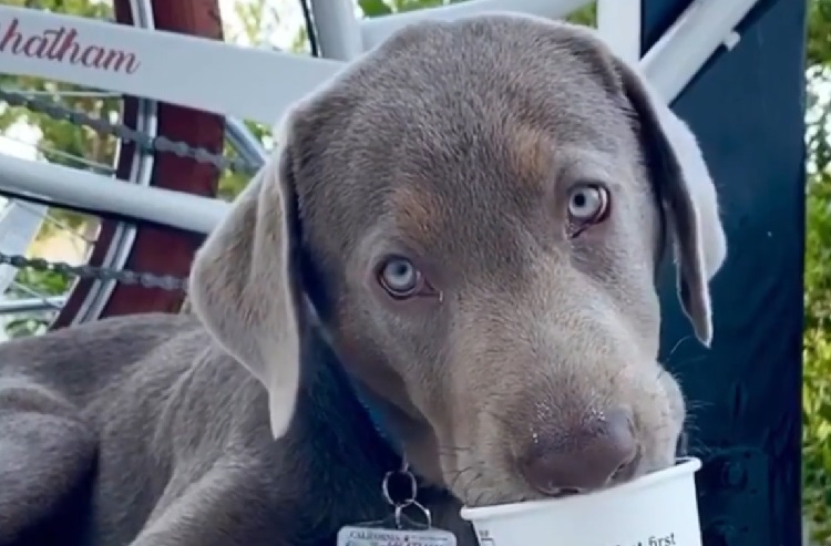 silver lab dog