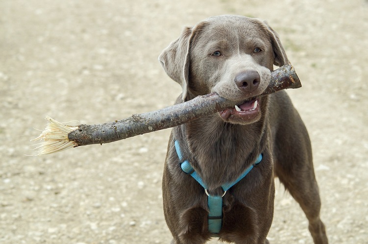 gray labrador