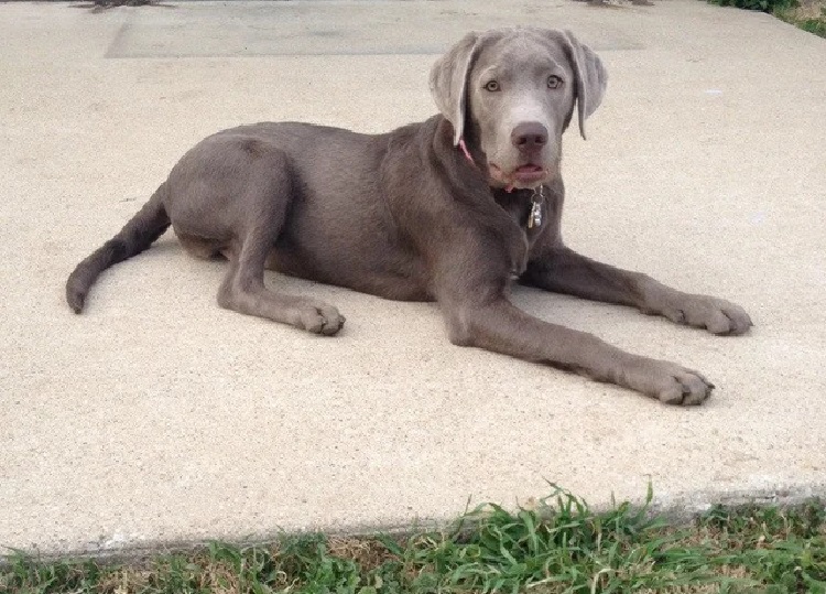 silver retriever dog