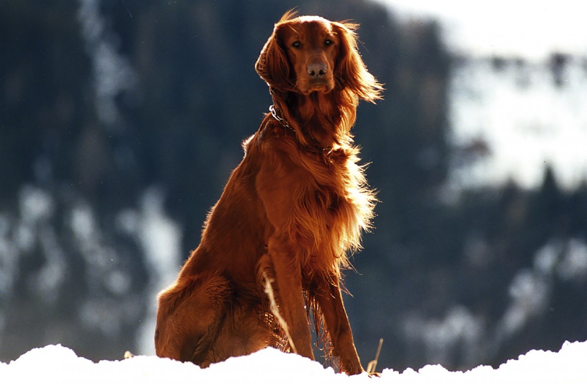 Skinny Dog Breeds