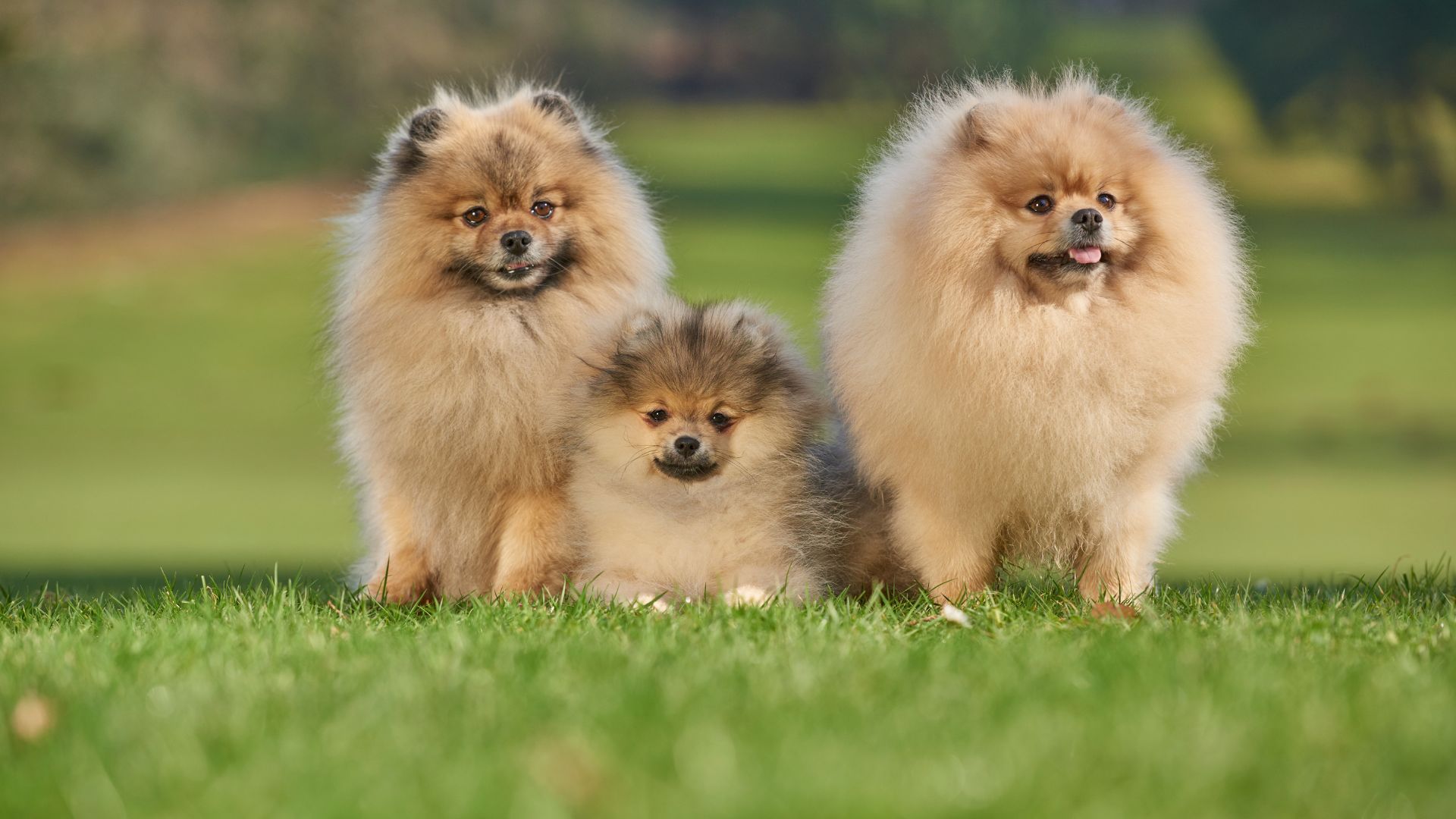 Smallest Dog Breeds