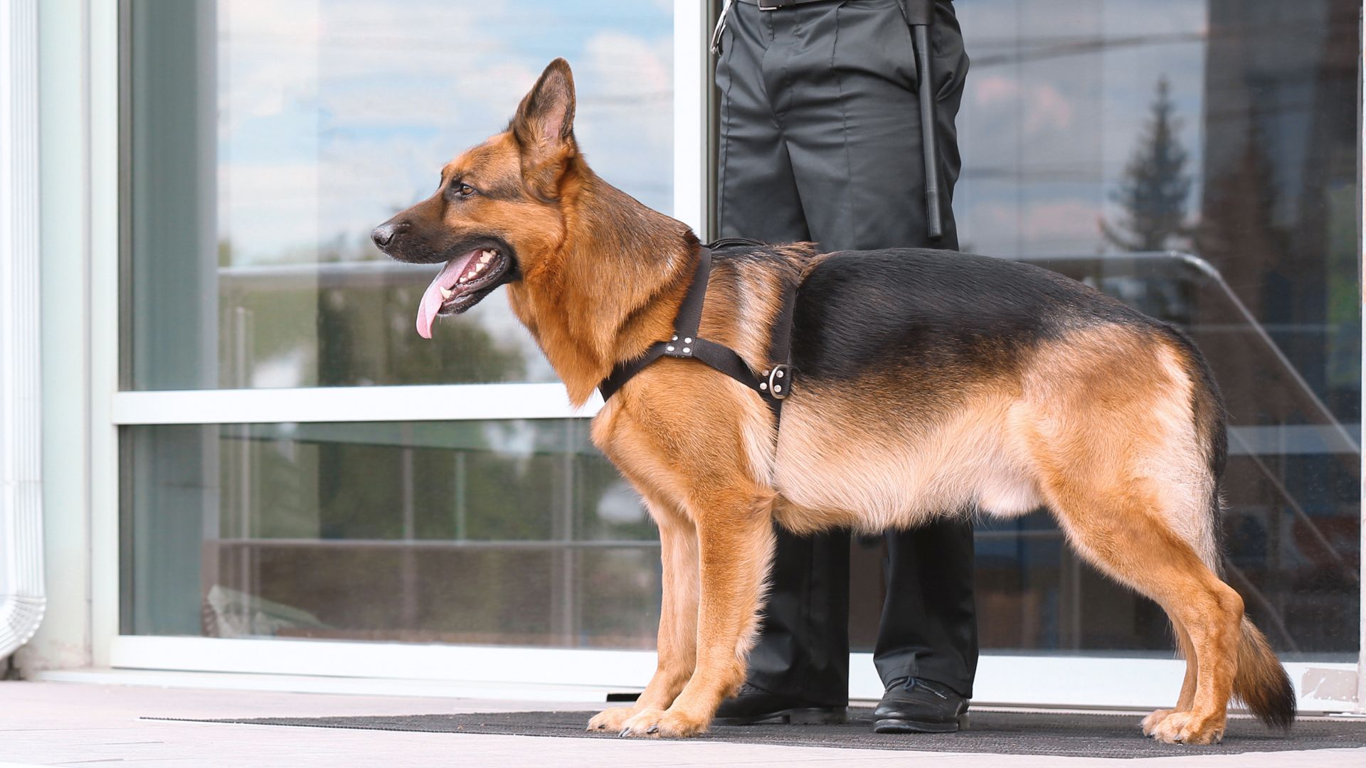 Smartest Dog Breeds for Protection 4