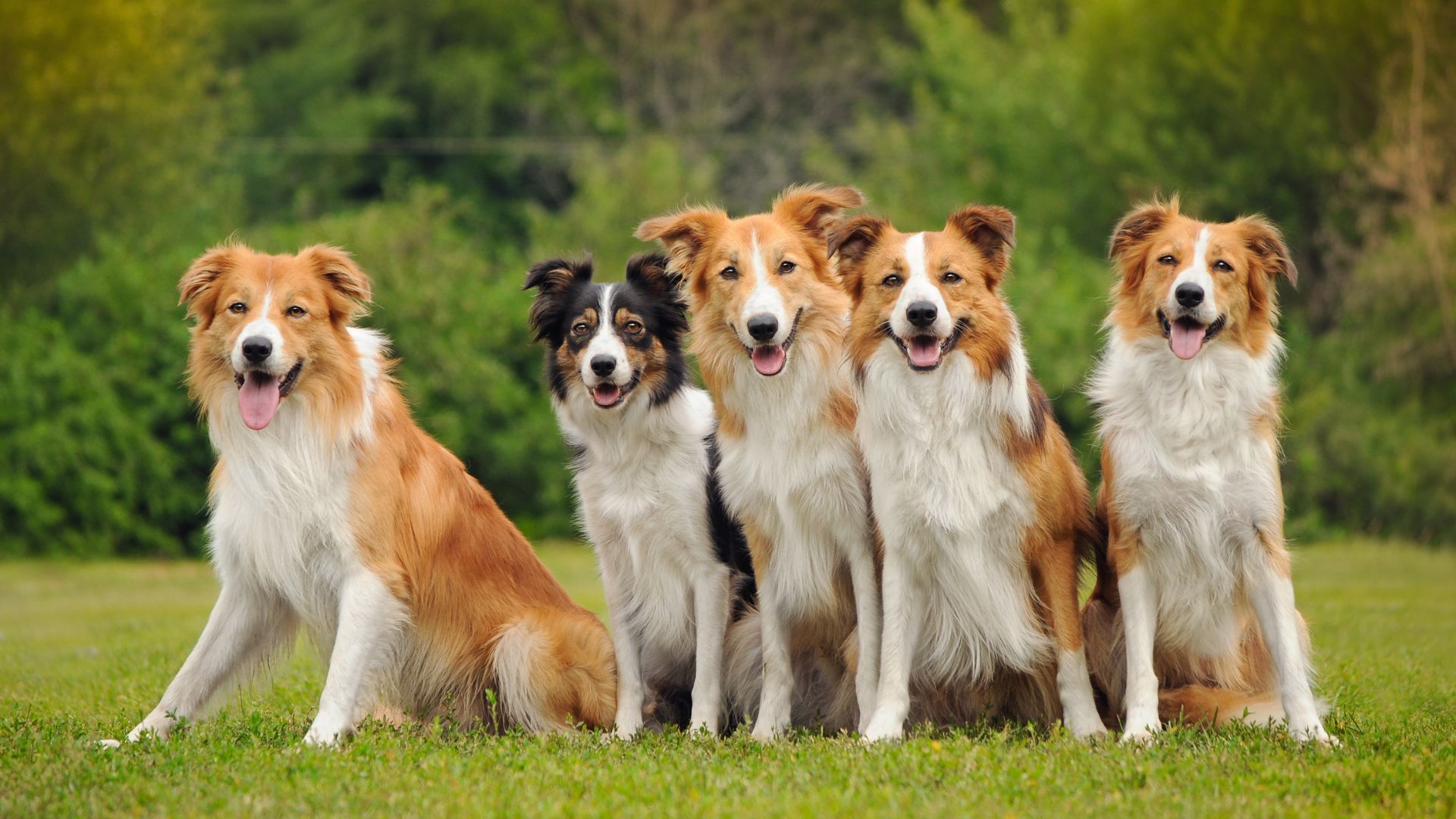 Smartest Dog Breeds on the Planet