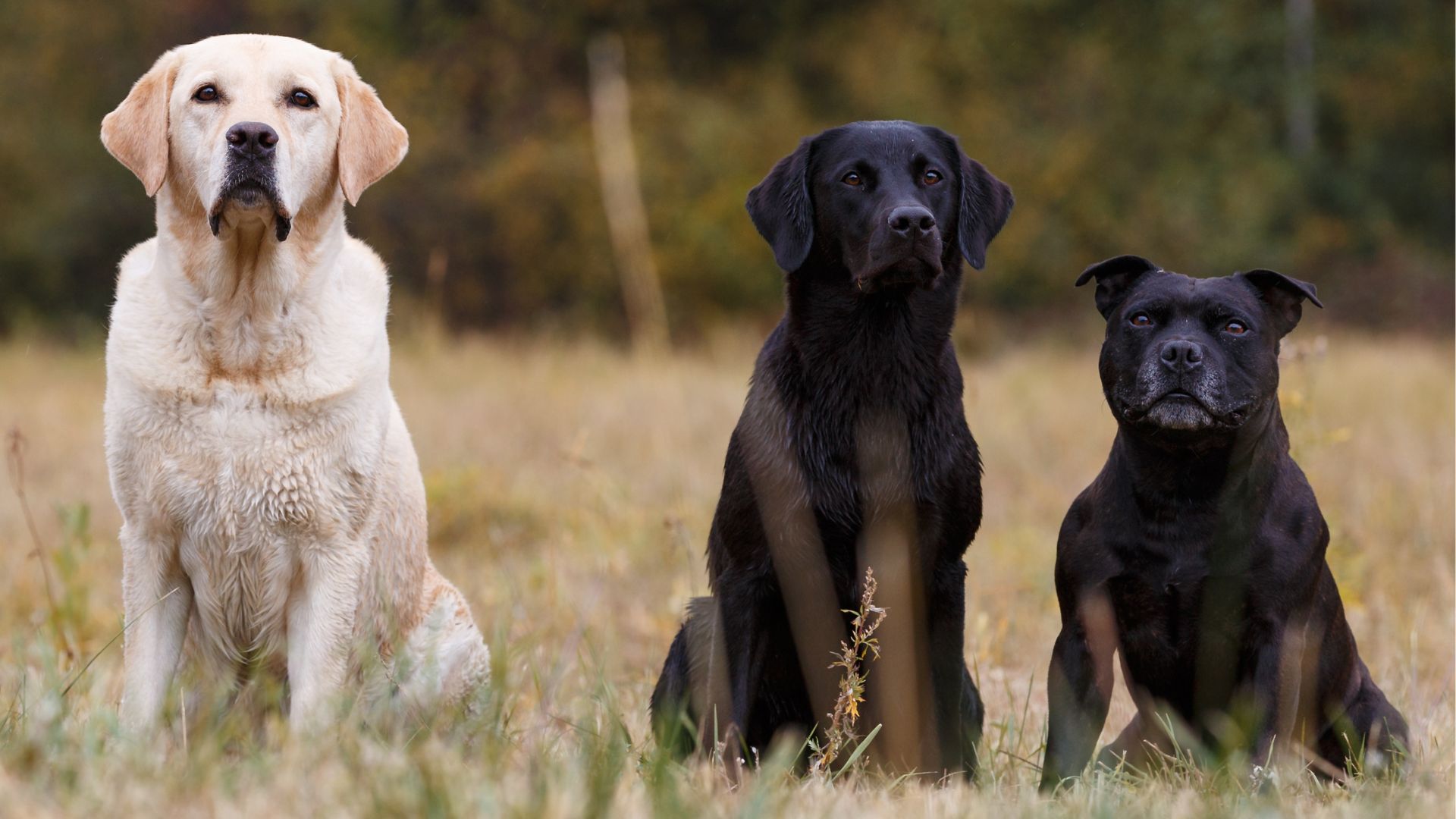 Smartest Dog Breeds