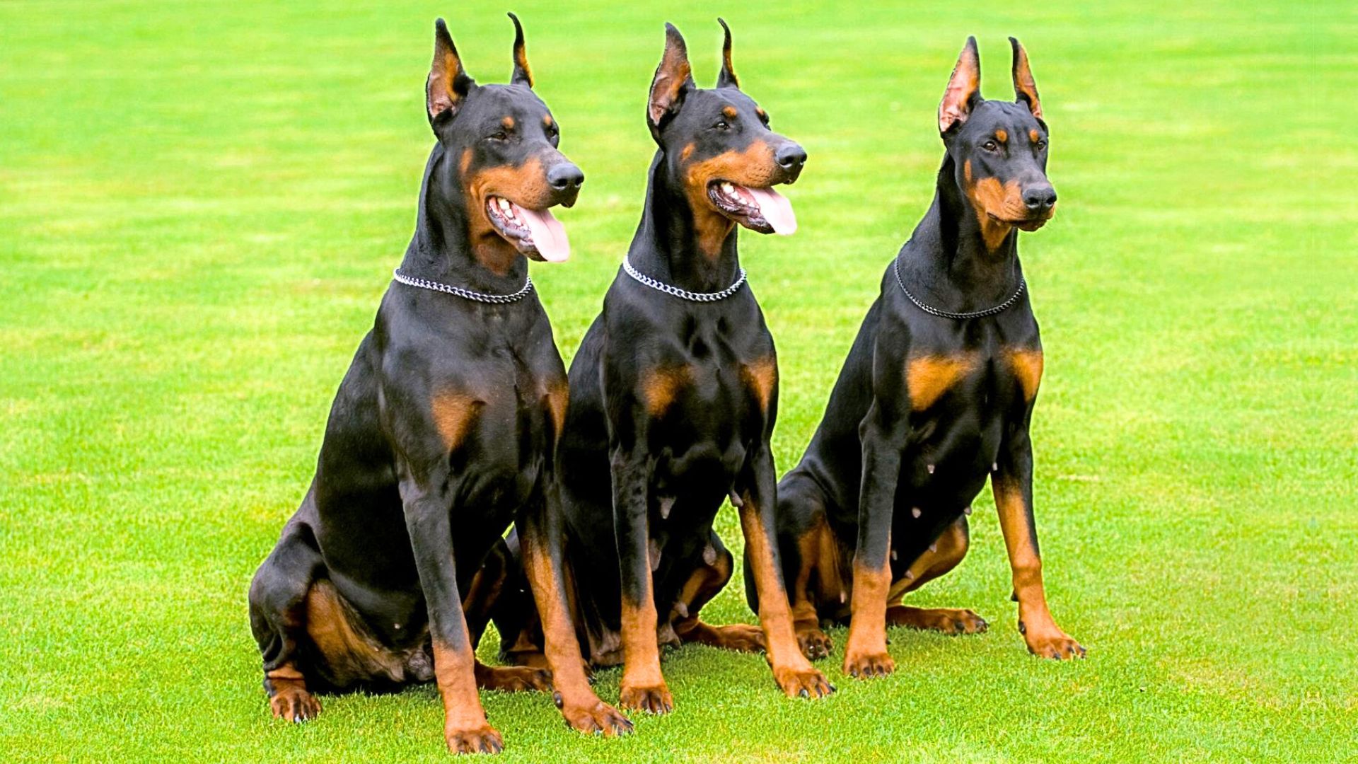 Smartest Large Guard Dog Breeds