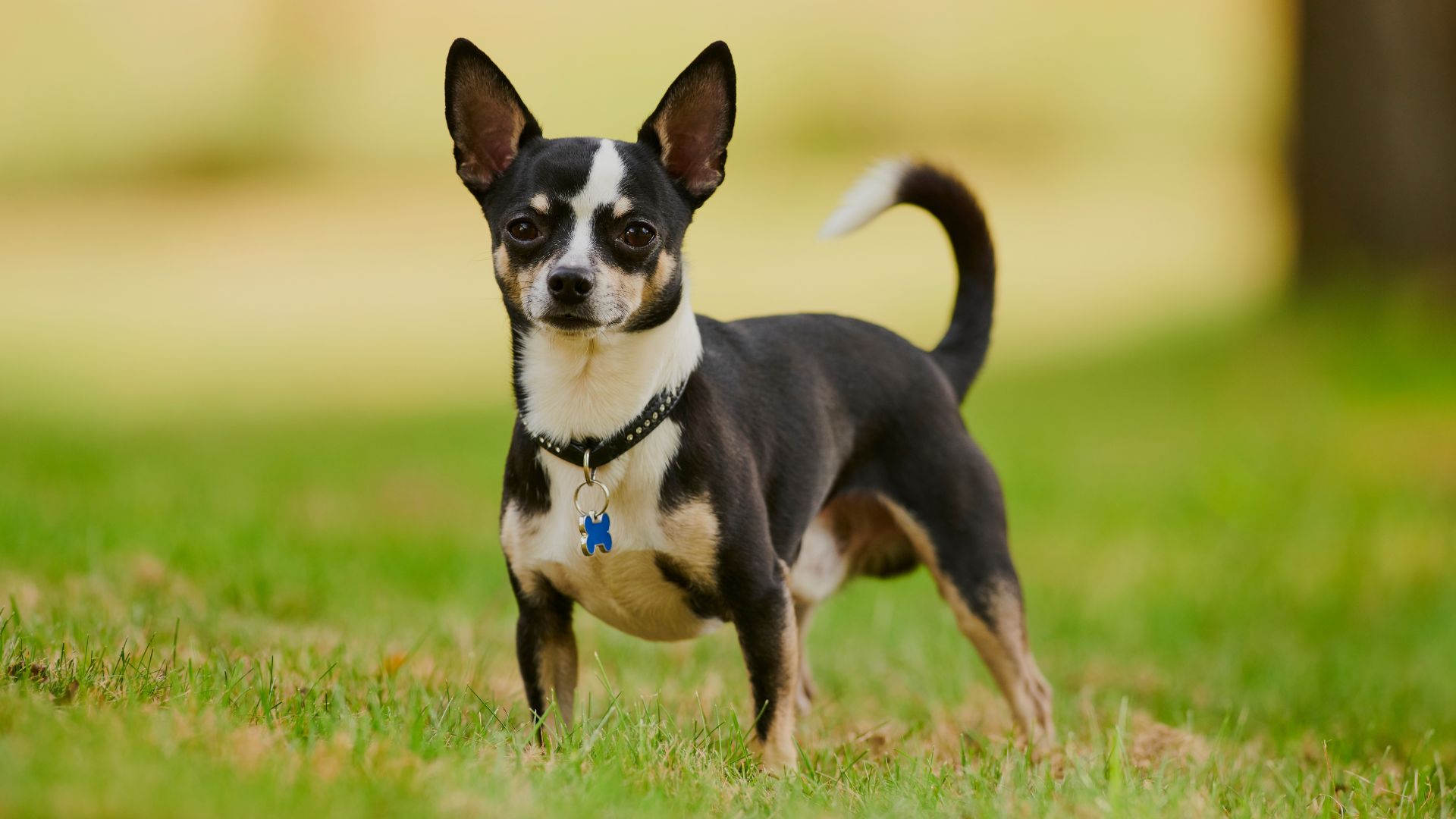 Smartest Small Guard Dogs