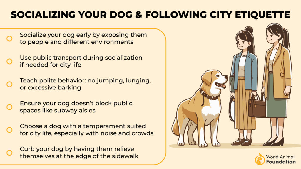 Socializing Your Dog & Following City Etiquette