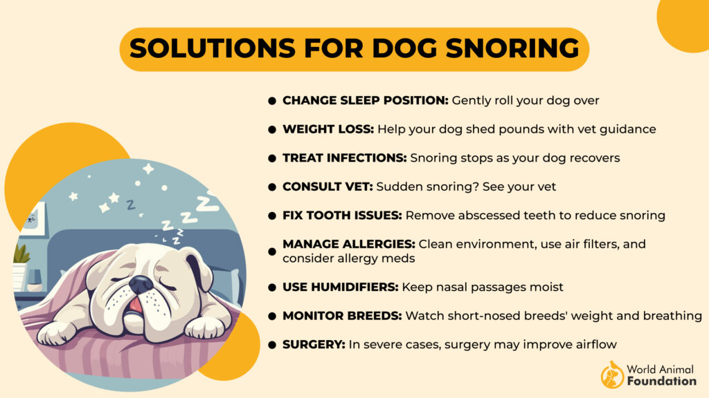 Solutions for Dog Snoring